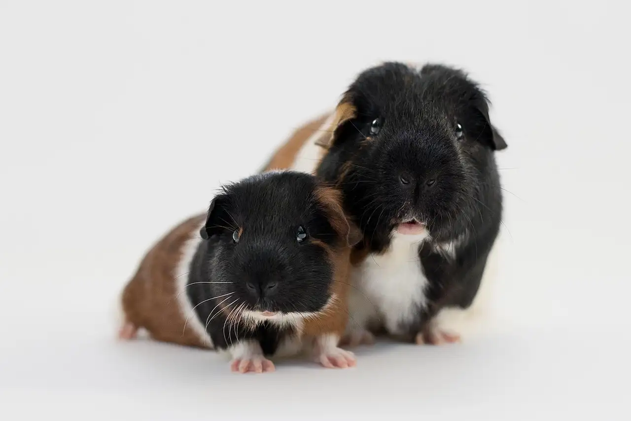 Dierenwinkel Alkmaar: Alles voor uw huisdier