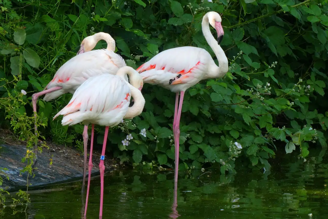 Artikelen over dieren: Informatie en nieuws