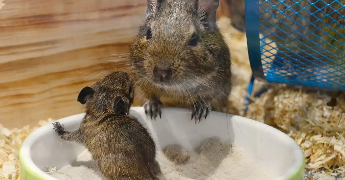 Dierenspeciaalzaak in de buurt