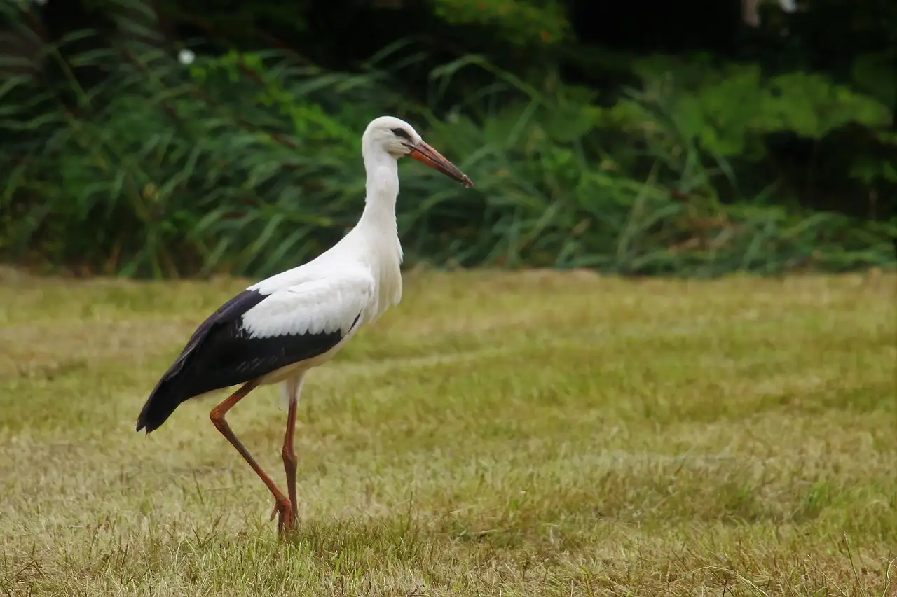 Dierenspeciaalzaken eindhoven