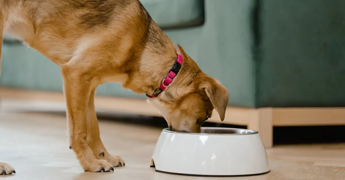 Dierenvoeding winkels: Kwalitatief voer voor uw huisdier