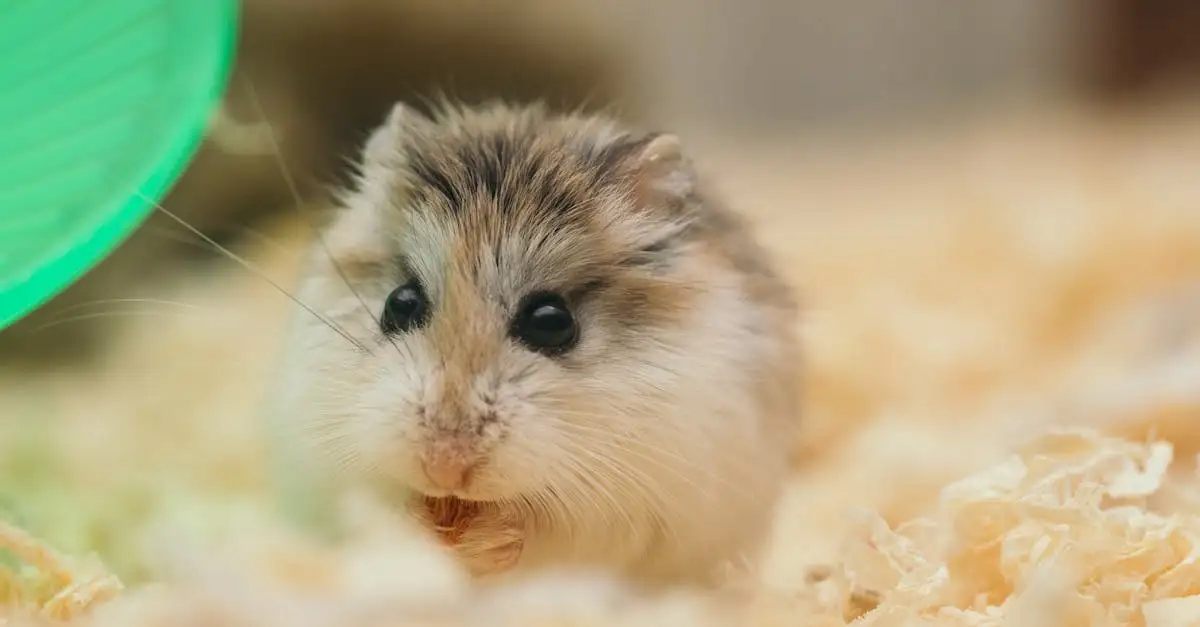 Hamsters te koop bij uw lokale dierenwinkel