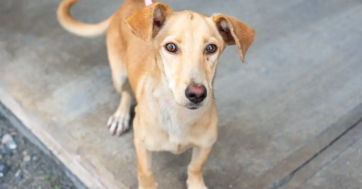 Hond online kopen of adopteren | Alles voor uw viervoeter
