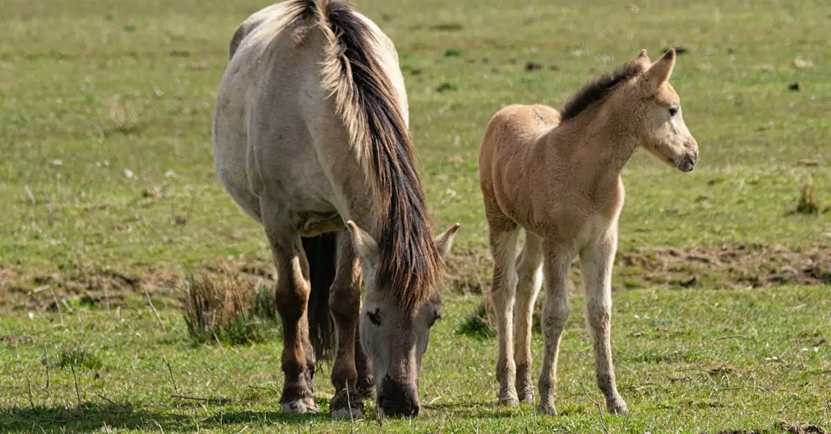 Huisdieren in Nederland: feiten, cijfers en verzorging