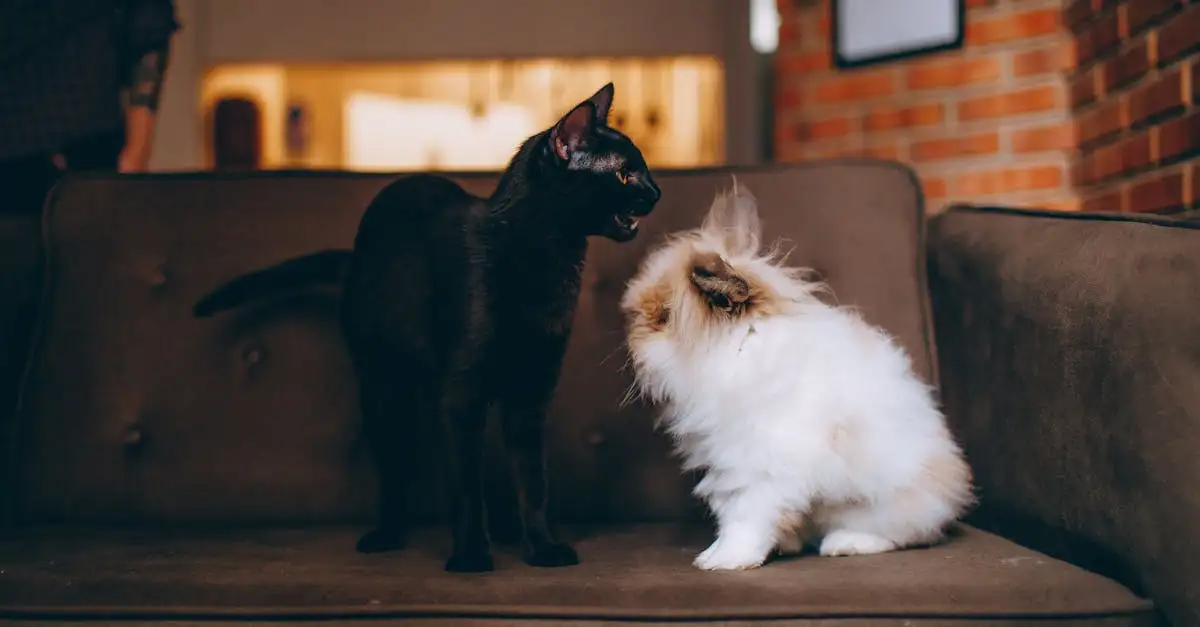 Konijn en kat