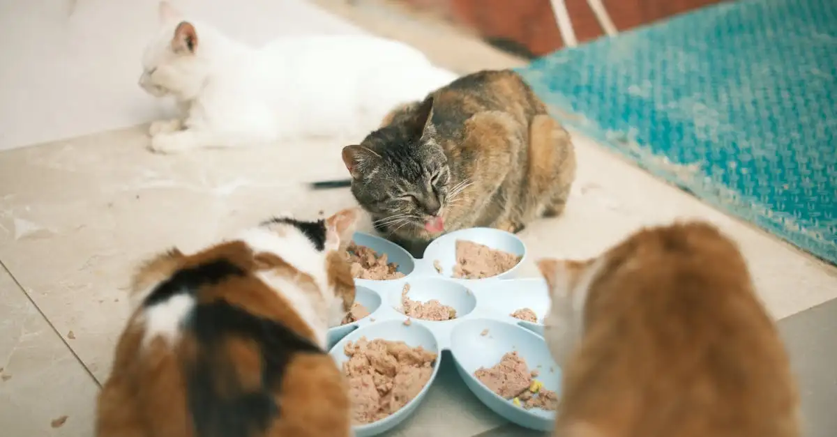 Mogen katten hondenvoer eten? Wat zijn de risico’s?