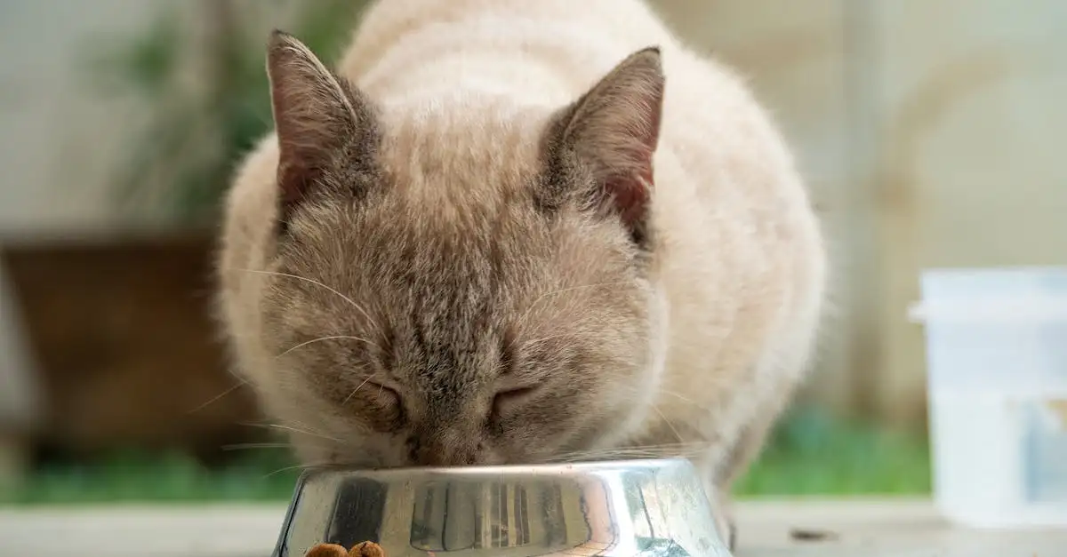 Royal canin voor katten