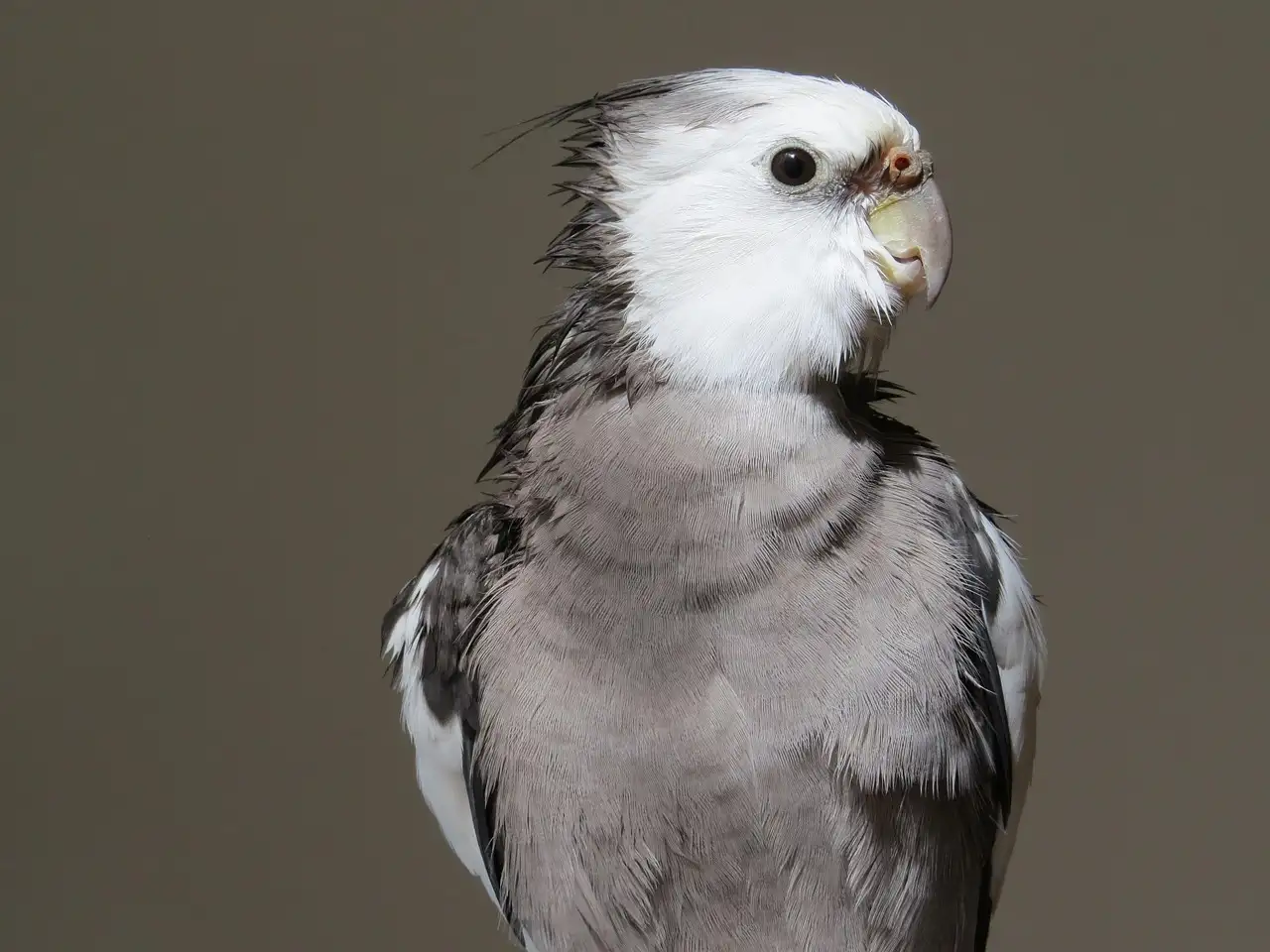 Valkparkiet kopen in de dierenwinkel: Tips en advies