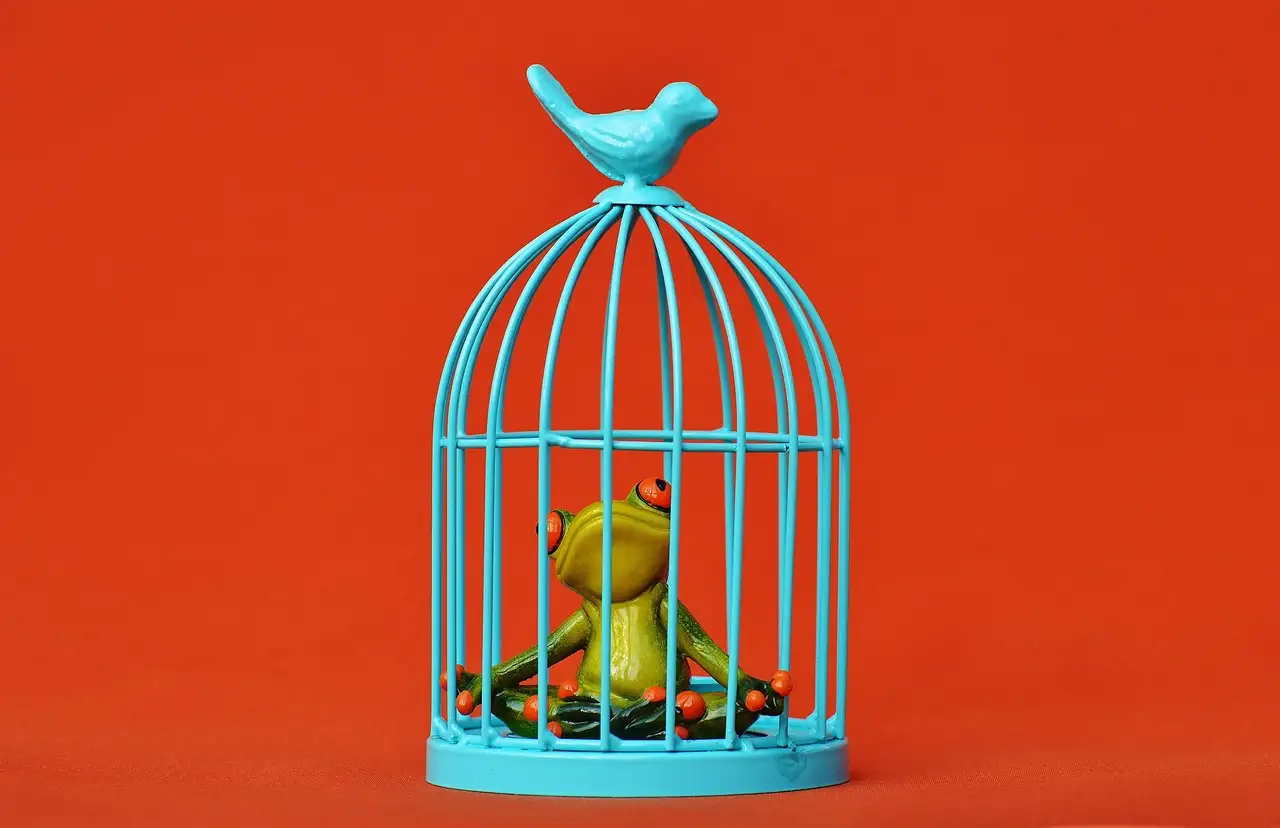 Vogelkooi kopen