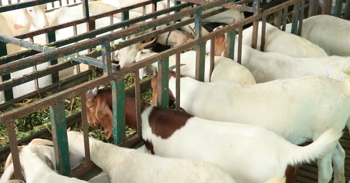 Eten dieren