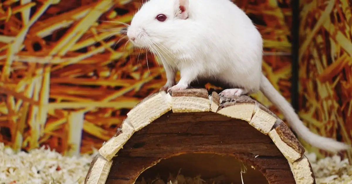 Webshop dierenwinkel: Alles voor uw huisdier